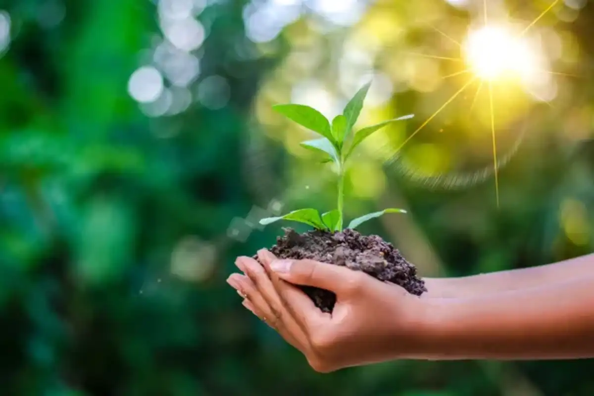 A person holding a dirt and a plant in their hands.